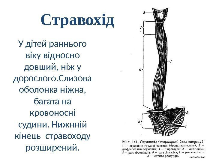 Стравохід У дітей раннього віку відносно довший, ніж у дорослого. Слизова оболонка ніжна, 