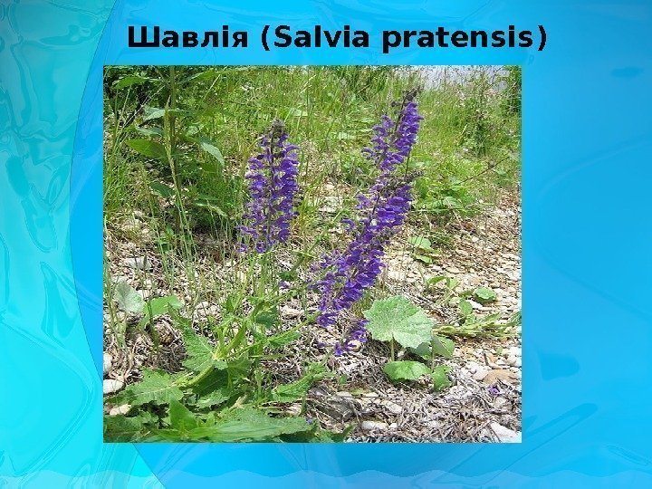 Шавлія ( Salvia pratensis ) 