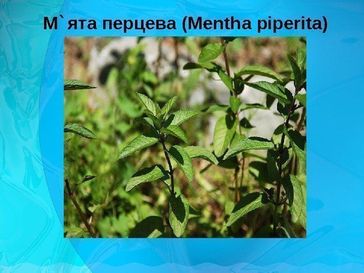 М ` ята перцева ( Mentha piperita) 