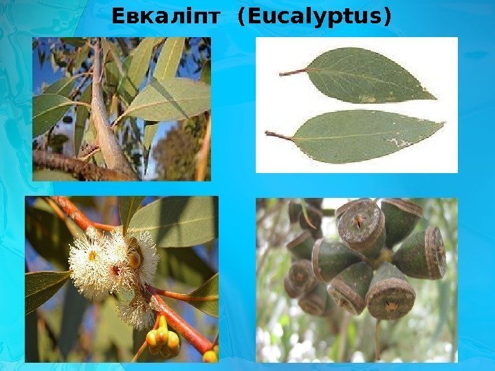 Евкаліпт ( Eucalyptus) 
