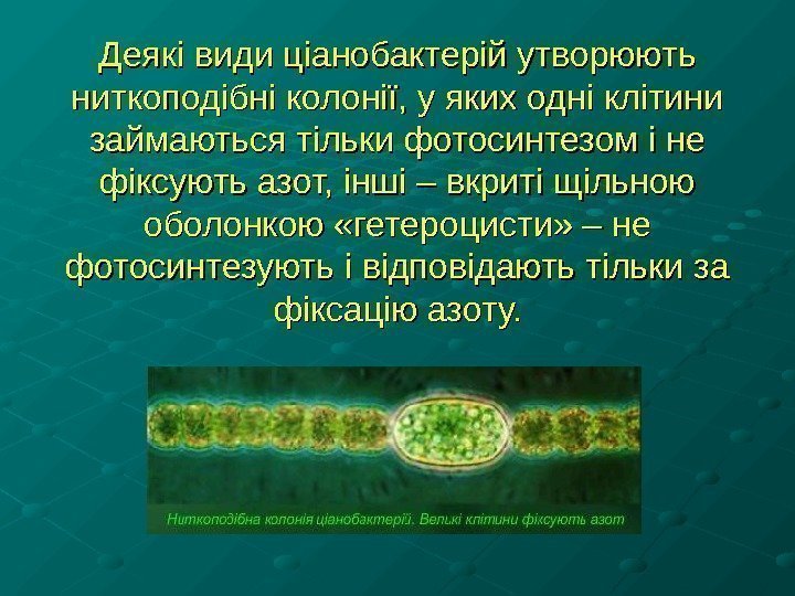 Деякі види ціанобактерій утворюють ниткоподібні колонії, у яких одні клітини займаються тільки фотосинтезом і