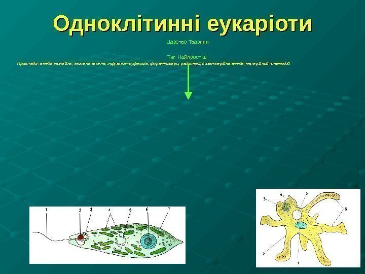 Одноклітинні еукаріоти Царство Тварини Тип Найпростіші  Приклади : амеба звичайна, евглена зелена, інфузорія-туфелька,