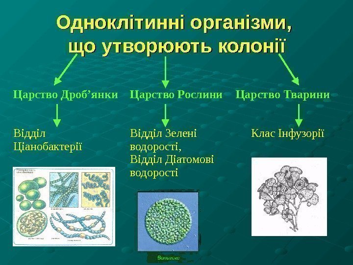 Одноклітинні організми,  що утворюють колонії Царство Дроб ’ янки Відділ Ціанобактерії Царство Рослини