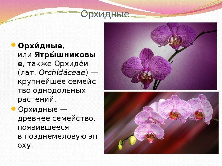 Орхидные Орхие дные ,  или Ятрые шниковы е , также Орхидееи (лат. Orchidáceae