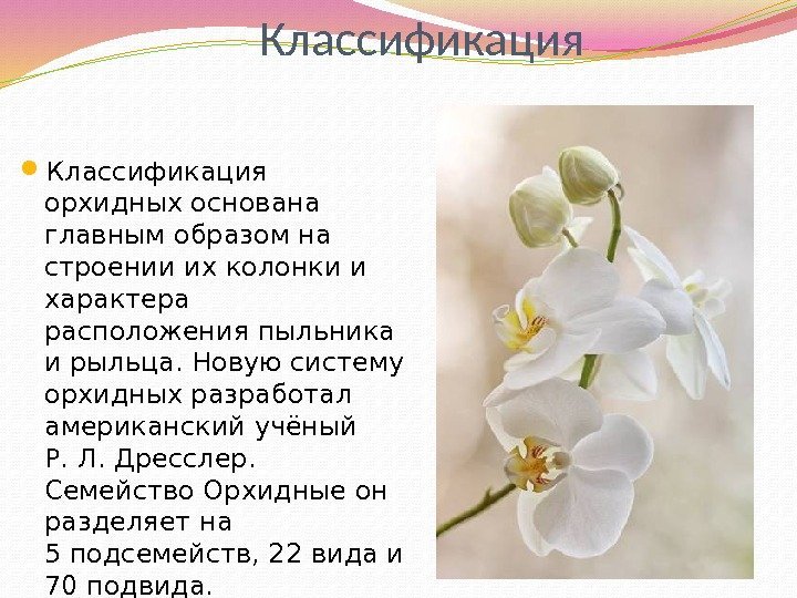 Классификация орхидных основана главным образом на строении ихколонкии характера расположенияпыльника и рыльца. Новую систему