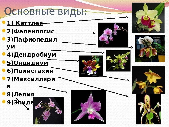 Основные виды:  1) Каттлея  2)Фаленопсис 3)Пафиопедил ум 4)Дендробиум 5)Онцидиум 6)Полистахия 7)Максилляри я