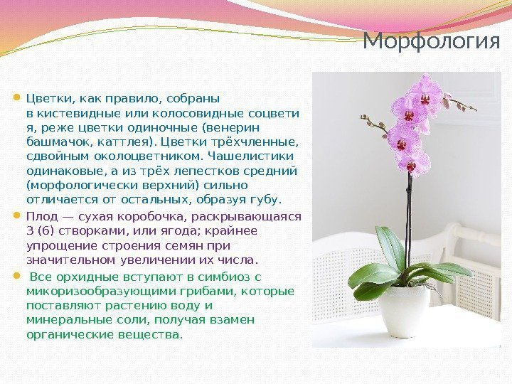 Морфология Цветки, как правило, собраны вкистевидныеиликолосовидныесоцвети я, реже цветки одиночные (венерин башмачок, каттлея). Цветки