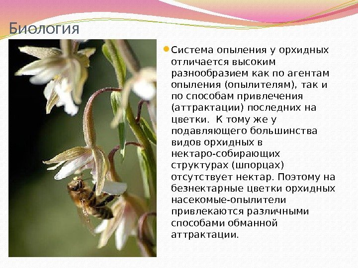 Биология Система опыления у орхидных отличается высоким разнообразием как по агентам опыления (опылителям), так