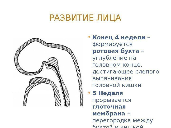 РАЗВИТИЕ ЛИЦА • Конец 4 недели – формируется ротовая бухта – углубление на головном