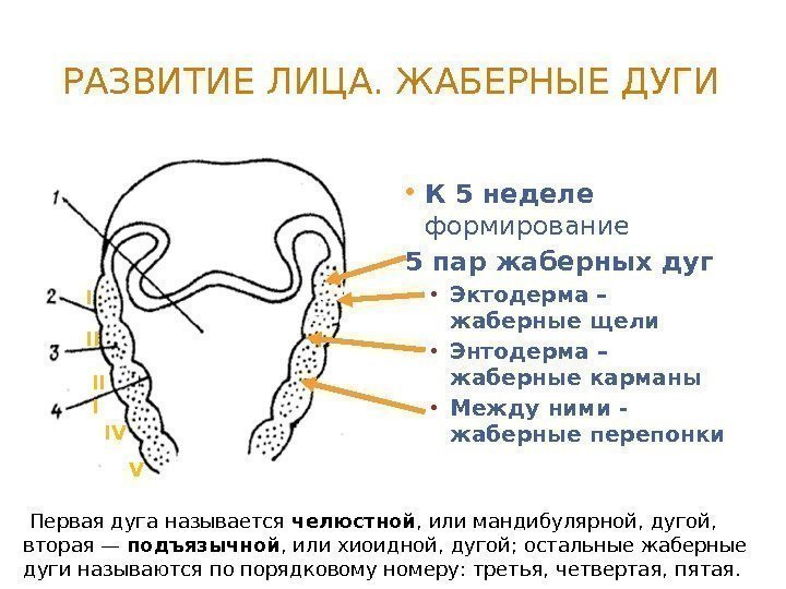 РАЗВИТИЕ ЛИЦА. ЖАБЕРНЫЕ ДУГИ • К 5 неделе формирование 5 пар  жаберных дуг