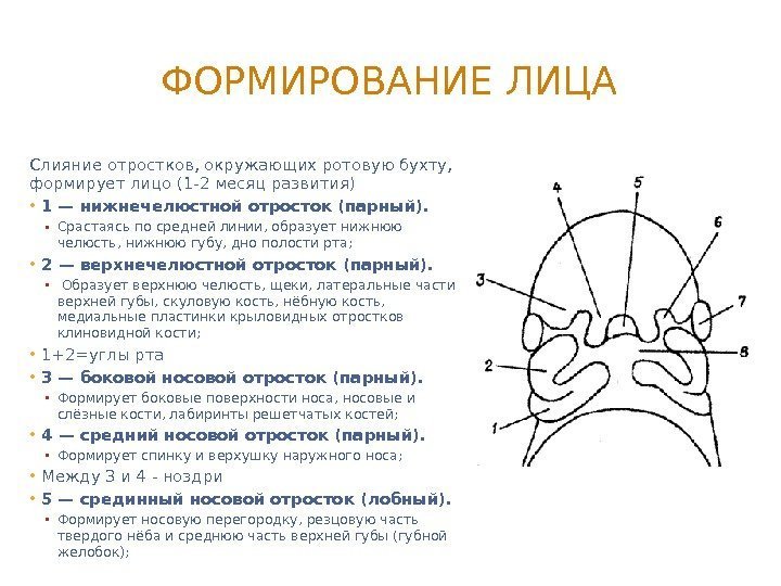 ФОРМИРОВАНИЕ ЛИЦА Слияние отростков, окружающих ротовую бухту,  формирует лицо (1 -2 месяц развития)