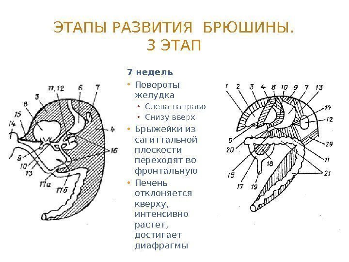 ЭТАПЫ РАЗВИТИЯ БРЮШИНЫ. 3 ЭТАП 7 недель • Повороты желудка • Слева направо •