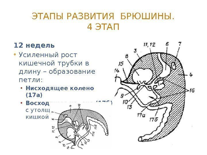 ЭТАПЫ РАЗВИТИЯ БРЮШИНЫ. 4 ЭТАП 12 недель • Усиленный рост кишечной трубки в длину