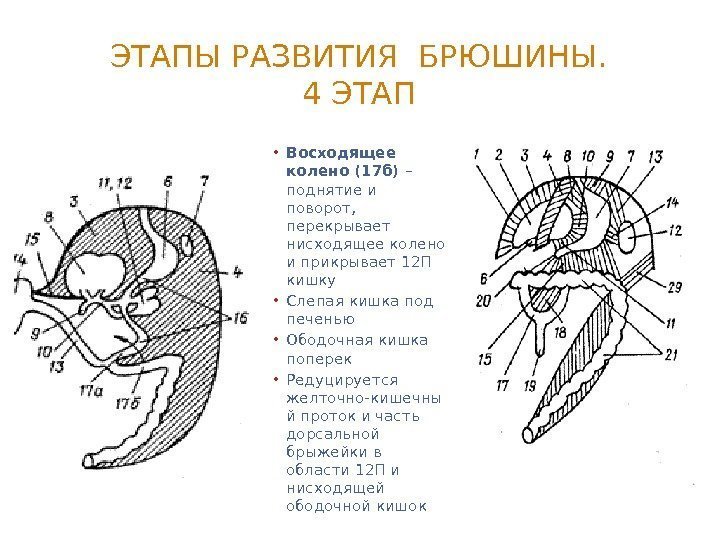 ЭТАПЫ РАЗВИТИЯ БРЮШИНЫ. 4 ЭТАП • Восходящее колено (17 б) – поднятие и поворот,