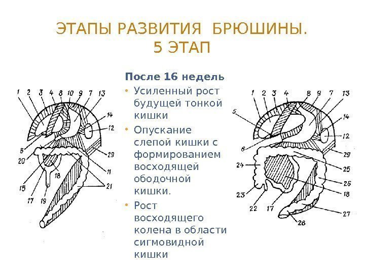 ЭТАПЫ РАЗВИТИЯ БРЮШИНЫ. 5 ЭТАП После 16 недель • Усиленный рост будущей тонкой кишки