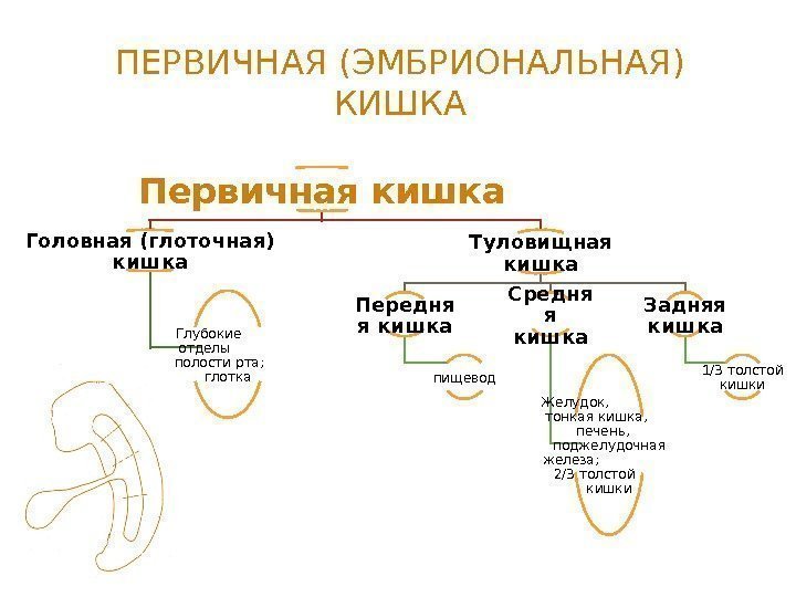 ПЕРВИЧНАЯ (ЭМБРИОНАЛЬНАЯ) КИШКА Первичная кишка Головная (глоточная) кишка Глубокие  отделы   полости