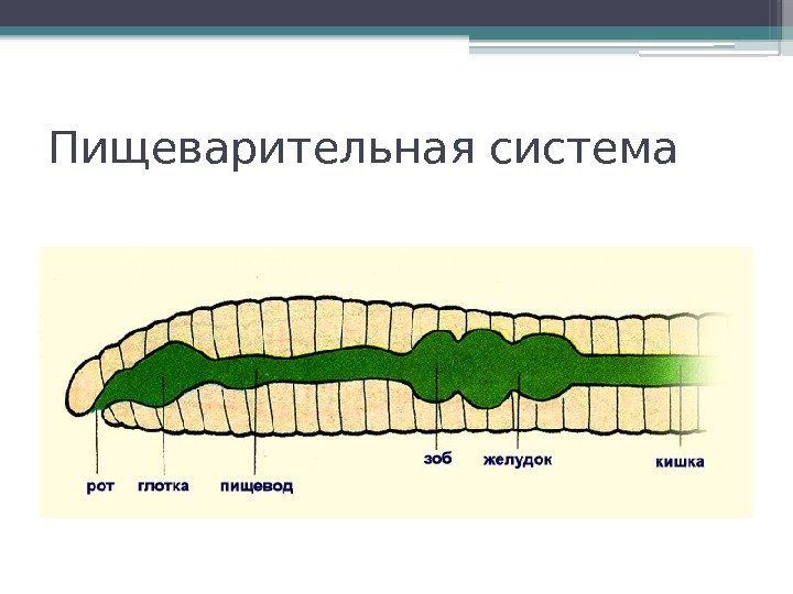 Пищеварительная система     