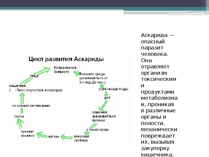 Аскарида — опасный паразит человека.  Она отравляет организм токсическим и продуктами метаболизма и,