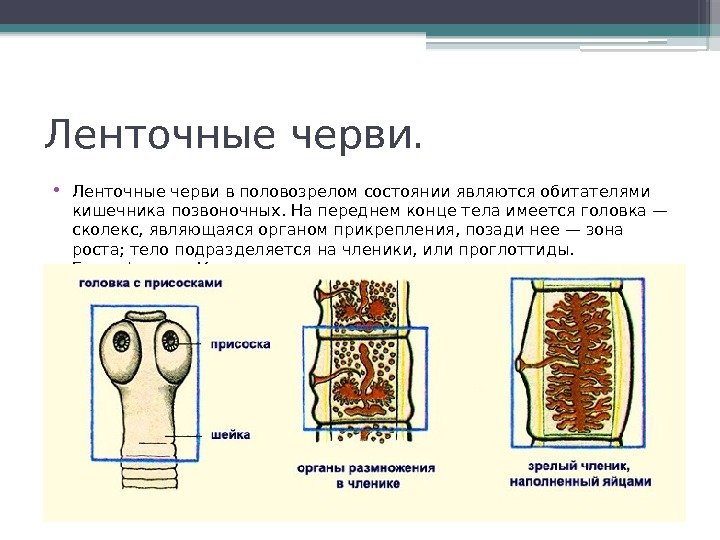 Ленточные черви.  • Ленточные черви в половозрелом состоянии являются обитателями кишечника позвоночных. На