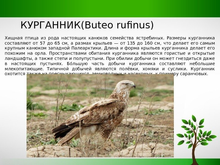 КУРГАННИК(Buteo rufinus) Хищная птица из рода настоящих канюков семейства ястребиных.  Размеры курганника составляют