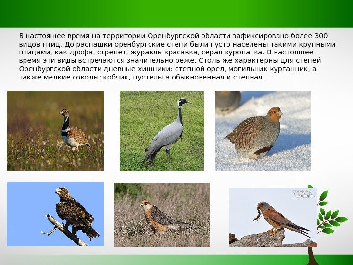В настоящее время на территории Оренбургской области зафиксировано более 300 видов птиц. До распашки