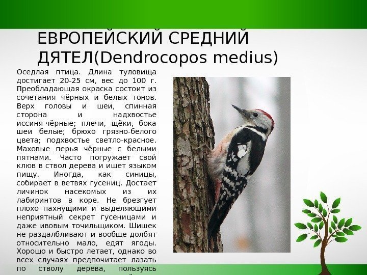ЕВРОПЕЙСКИЙ СРЕДНИЙ ДЯТЕЛ(Dendrocopos medius) Оседлая птица.  Длина туловища достигает 20 -25 см, 