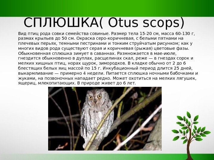 СПЛЮШКА( Otus scops) Вид птиц рода совки семейства совиные. Размер тела 15 -20 см,