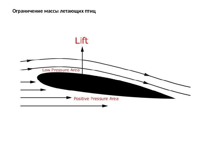 Ограничение массы летающих птиц 