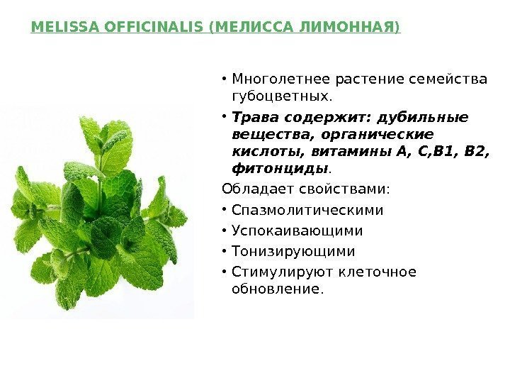 MELISSA OFFICINALIS ( МЕЛИССА ЛИМОННАЯ ) • Многолетнее растение семейства губоцветных.  • Трава