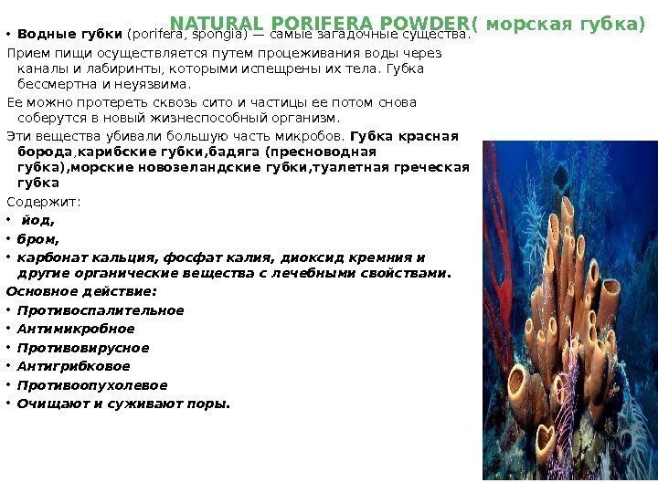 NATURAL PORIFERA POWDER ( морская губка) • Водные губки (porifera, spongia) — самые загадочные