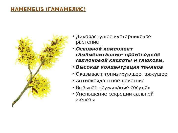 HAMEMELIS ( ГАМАМЕЛИС ) • Дикорастущее кустарниковое растение • Основной компонент гамамелитаннин- производное галлоновой