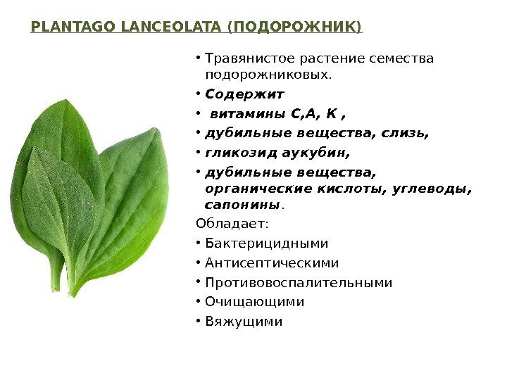 PLANTAGO LANCEOLATA ( ПОДОРОЖНИК ) • Травянистое растение семества подорожниковых.  • Содержит •