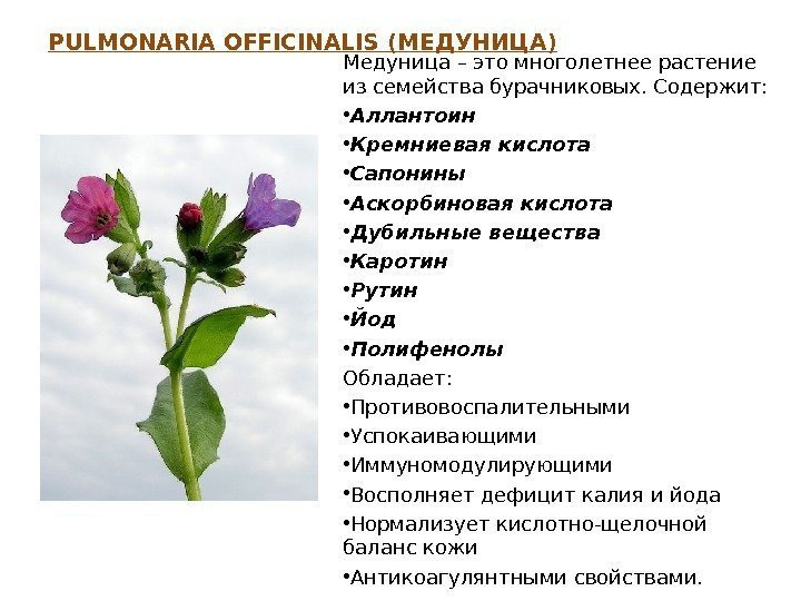 PULMONARIA OFFICINALIS ( МЕДУНИЦА ) Медуница – это многолетнее растение из семейства бурачниковых. Содержит: