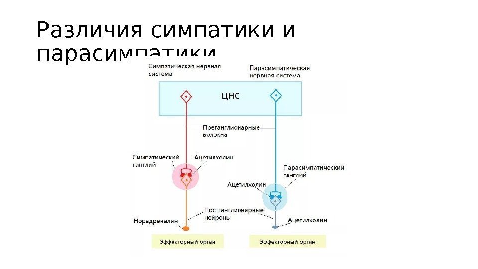 Различия симпатики и парасимпатики 