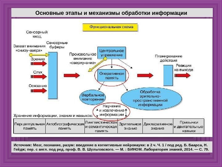 Основные этапы и механизмы обработки информации Источник: Мозг, познание, разум: введение в когнитивные нейронауки: