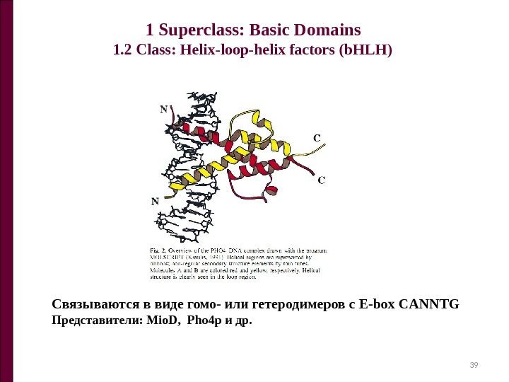 1 Superclass: Basic Domains 1. 2 Class: Helix-loop-helix factors (b. HLH) Связываются в виде