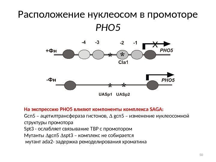 Расположение нуклеосом в промоторе РНО 5 На экспрессию PHO 5 влияют компоненты комплекса SAGA: