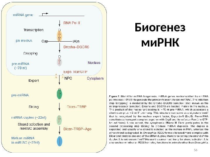 Биогенез ми. РНК 56 