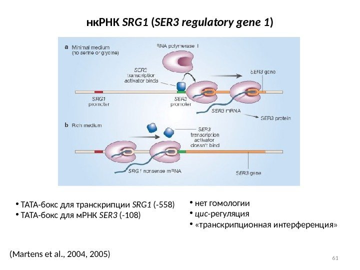 61(Martens et al. , 2004, 2005) нк. РНК SRG 1 ( SER 3 regulatory