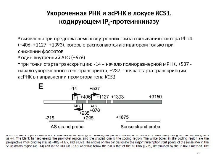 72 Укороченная РНК и ас. РНК в локусе KCS 1 ,  кодирующем IP