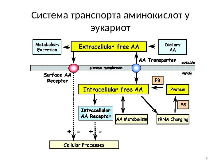 Система транспорта аминокислот у эукариот 9 