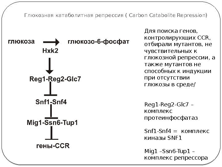 Глюкозная катаболитная репрессия ( Carbon Catabolite Repression) Для поиска генов,  контролирующих CCR, 