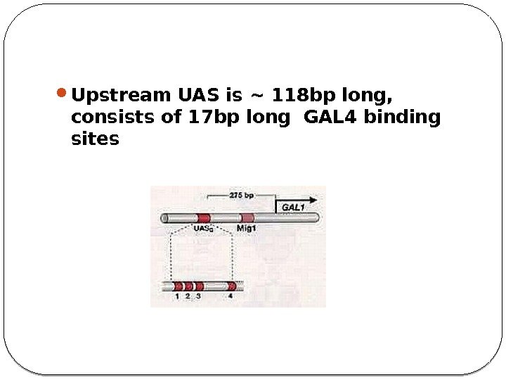 Upstream UAS is ~ 118 bp long,  consists of 17 bp long