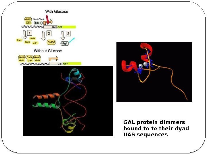 GAL protein dimmers bound to to their dyad UAS sequences 82 
