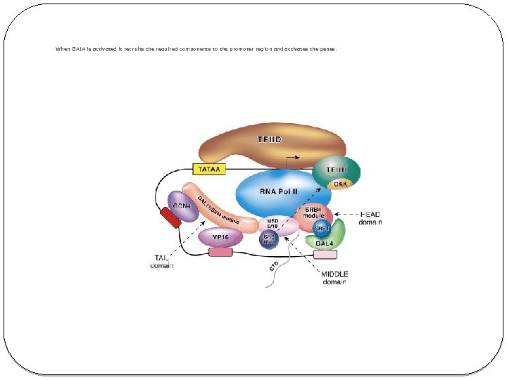 When GAL 4 is activated it recruits the required components to the promoter region