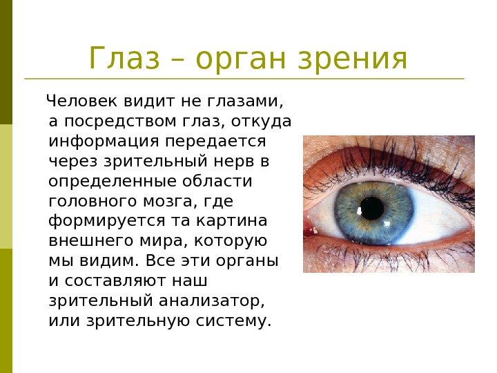   Глаз – орган зрения Человек видит не глазами,  а посредством глаз,