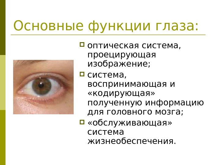   Основные функции глаза:  оптическая система,  проецирующая изображение;  система, 