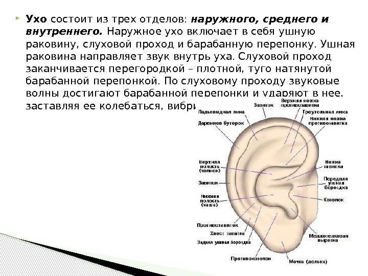  Ухо состоит из трех отделов:  наружного, среднего и внутреннего.  Наружное ухо