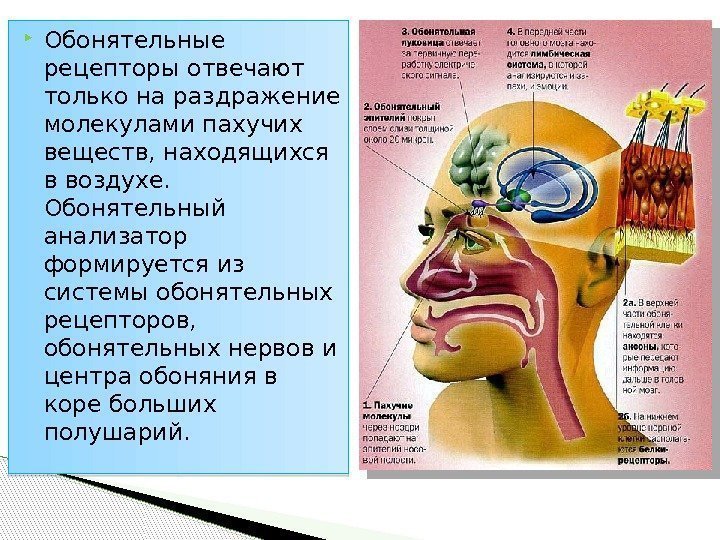  Обонятельные рецепторы отвечают только на раздражение молекулами пахучих веществ, находящихся в воздухе. 