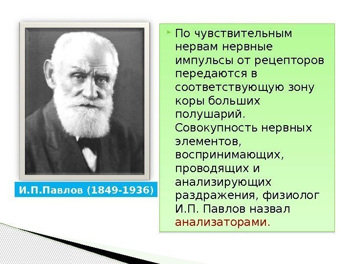  По чувствительным нервам нервные импульсы от рецепторов передаются в соответствующую зону коры больших